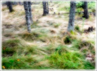 Grass and Trees, Acadia National Park