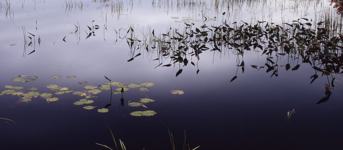 Pond Lilies